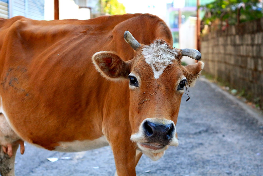 a cow in the streets of India